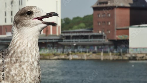 screaming seagull in the harbor, macro

