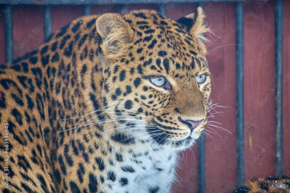 Obraz premium Chinese leopard, Panthera pardus japonensis. International Leopard Day, is celebrated on February 13 every year. Celebrating and protecting leopards.