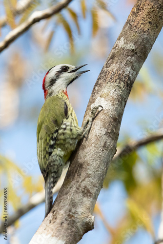 Cuban green woodpecker (Xiphidiopicus percussus) is a species of woodpecker in the family Picidae and tribe Melanerpini, known locally in Cuban Spanish as carpintero verde photo