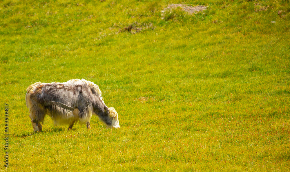 Fototapeta premium A herd of yaks graze in the mountains. Himalayan big yak in a beautiful landscape. Hairy cow cattle wild animal in nature in Tibet. Sunny summer day in the wild. Farm animal in Nepal and Tibet.