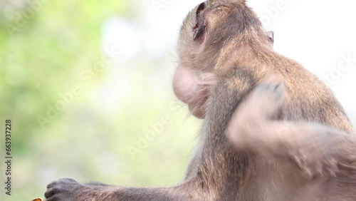 Macaque eats banana in tropical nature, Thailand