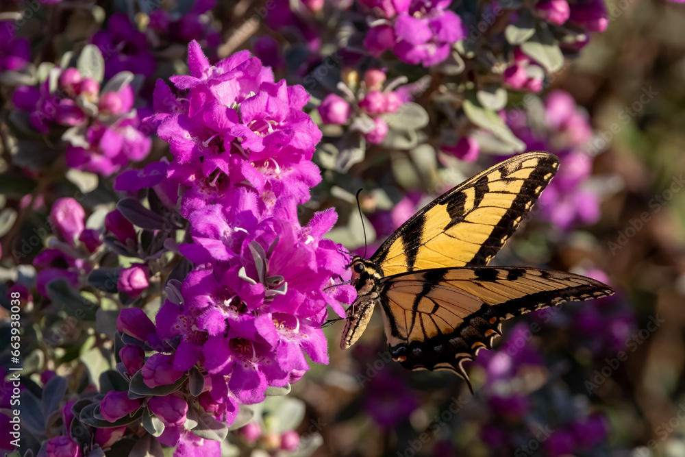 Obraz premium Eastern Tiger Swallowtail