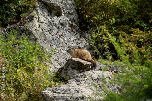 Alpine marmot  Marmota marmota  in high mountains in Bavaria  Germany