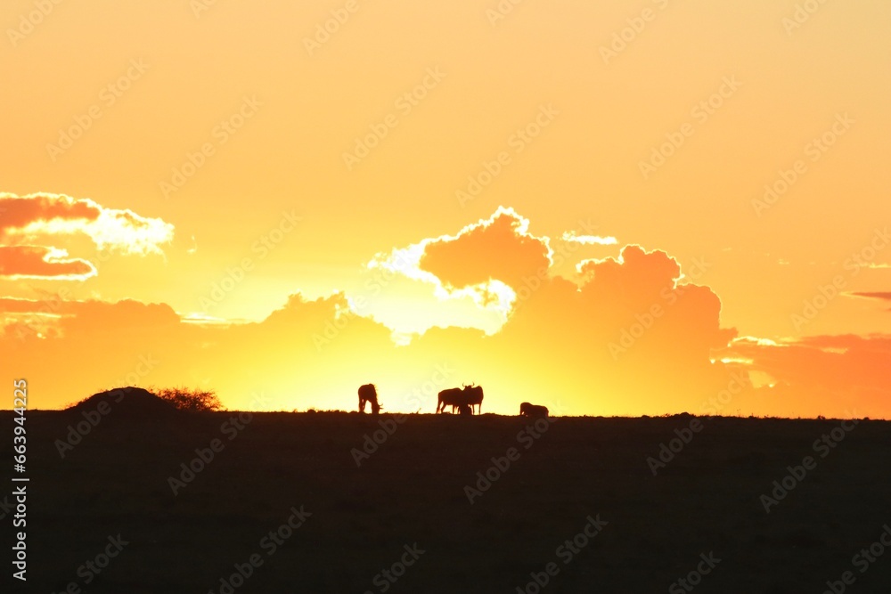 Couché de soleil sur le MASAÏ MARA Couché de soleil sur le MASAÏ MARA