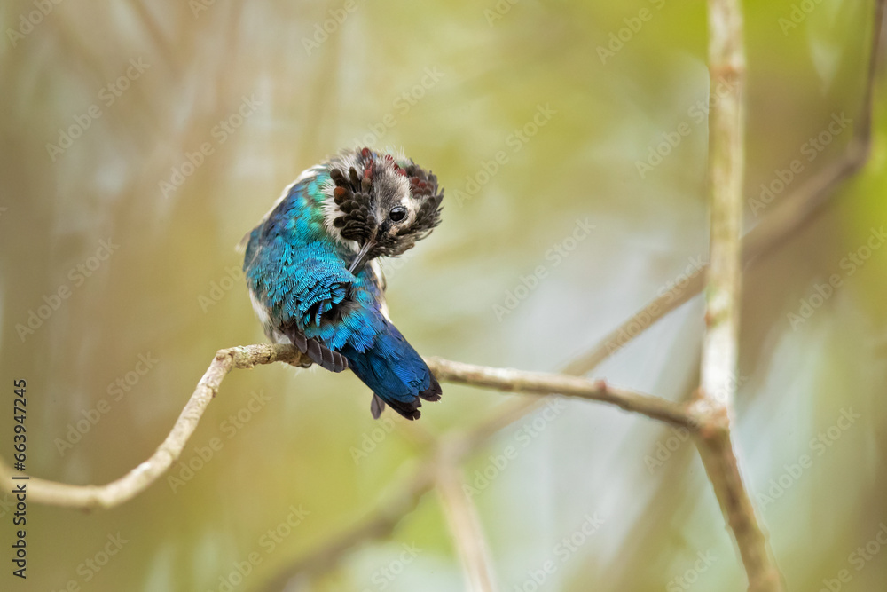 Bee hummingbird, zunzuncito or Helena hummingbird (Mellisuga helenae). It is the world's smallest bird