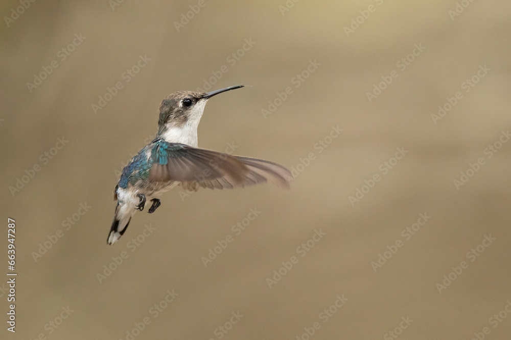 Obraz premium Bee hummingbird, zunzuncito or Helena hummingbird (Mellisuga helenae). It is the world's smallest bird