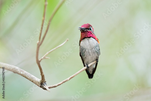 Bee hummingbird, zunzuncito or Helena hummingbird (Mellisuga helenae). It is the world's smallest bird photo