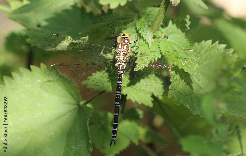 Blaugrüne Mosaikjungfer - Southern Hawker