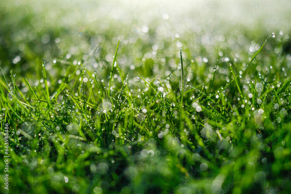 Grass in the dew during dawn. Nature. Bright sunlight. Wet plants in the forest. Photo for design and wallpaper. Grass in the dew during dawn. Nature. Bright sunlight. Wet plants in the forest. Photo for design and wallpaper.