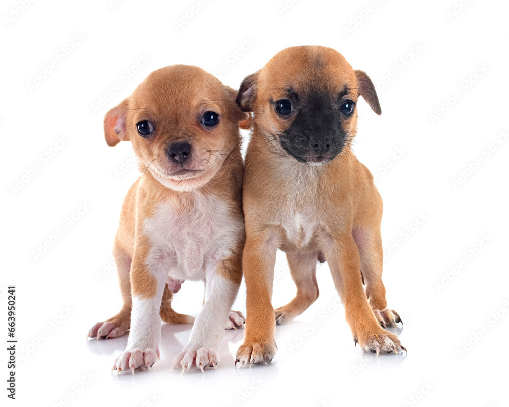 Obraz premium puppies chihuahuas in studio