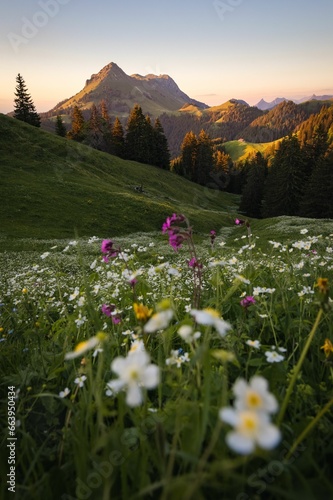 Photography Spring landscape view of a flowered meadow with mountains lit by the sunset in t