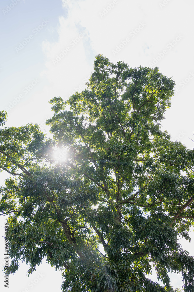 Obraz premium 光射すクヌギの木