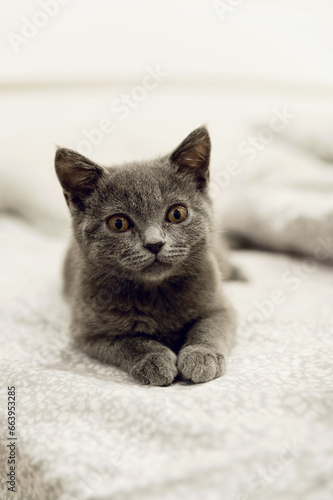 gray Scottish kitten lies in bed. a pet. portrait of a cat.