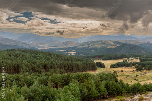 Forests of wild pines  sessile or mountain pines and mountains of the Sierra de Gredos. Pinus sylvestris. Avila  Spain.