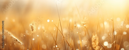 autumn leaves background on forest with blue sky and sun