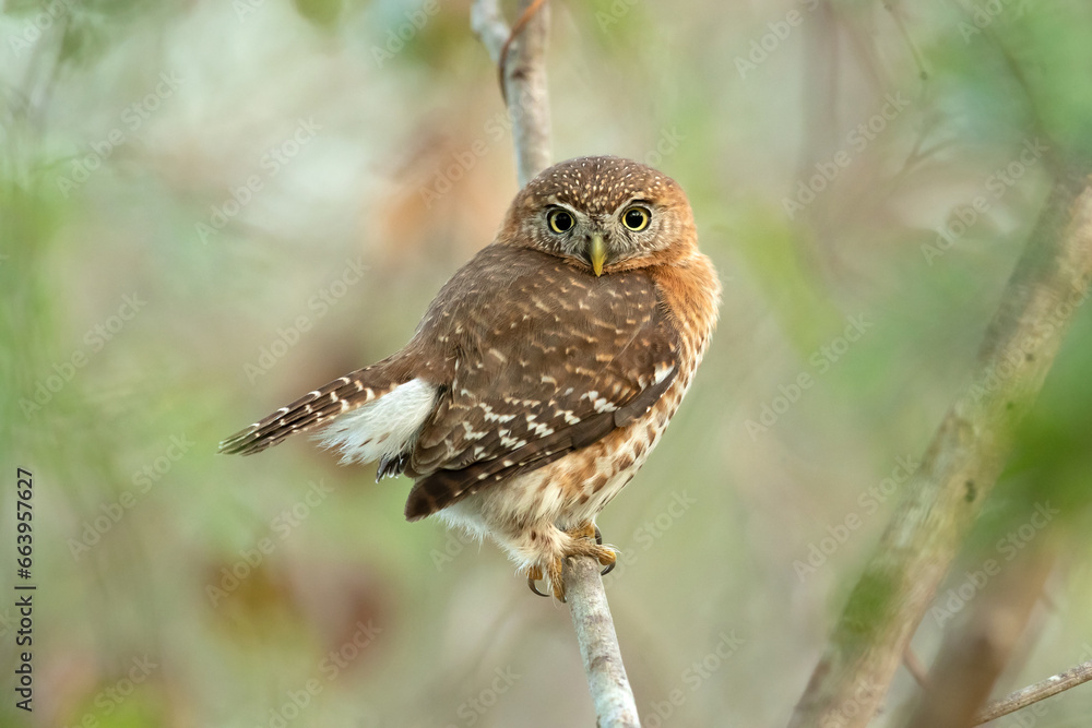 Fototapeta premium Cuban pygmy owl (Glaucidium siju) is a species of owl in the family Strigidae that is endemic to Cuba.
