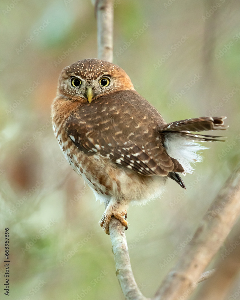Fototapeta premium Cuban pygmy owl (Glaucidium siju) is a species of owl in the family Strigidae that is endemic to Cuba.