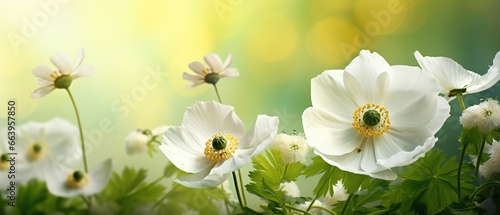 Beautiful white forest flowers anemones and ladybug in sunlight on yellow and green background, template with space for text. Elegant exquisite tender artistic image of spring nature macro.