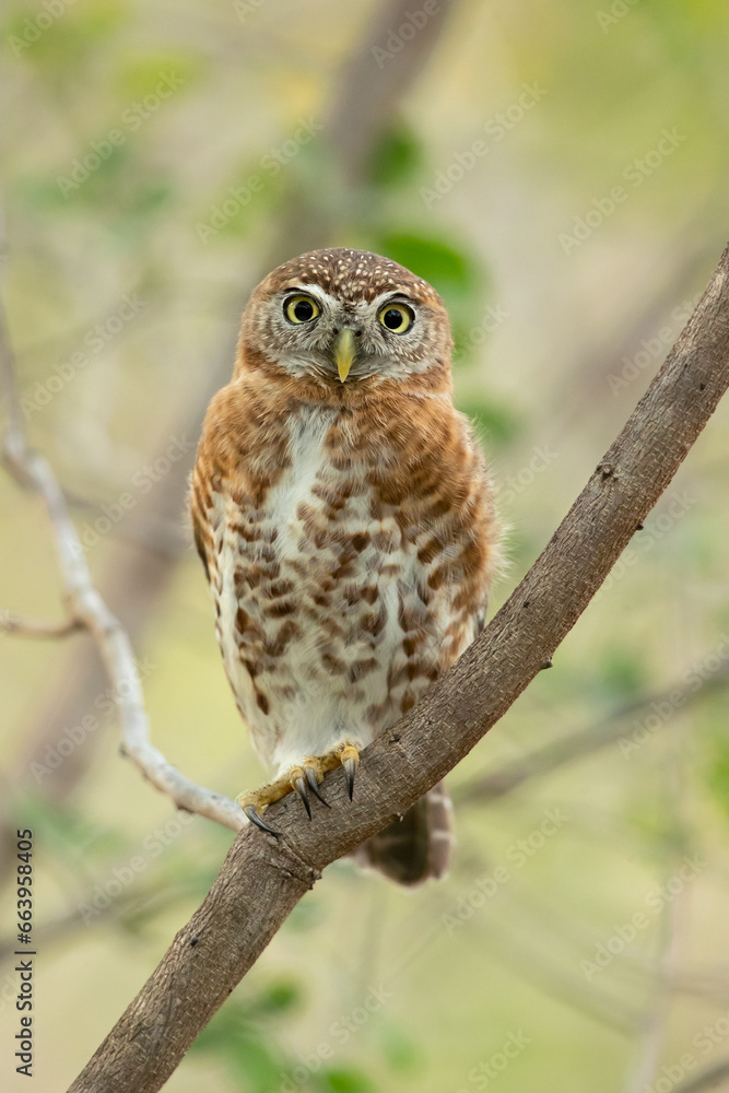 Cuban pygmy owl (Glaucidium siju) is a species of owl in the family Strigidae that is endemic to Cuba.