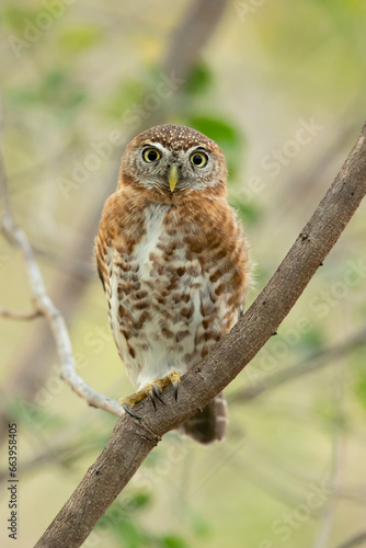 Cuban pygmy owl  Glaucidium siju  is a species of owl in the family Strigidae that is endemic to Cuba.