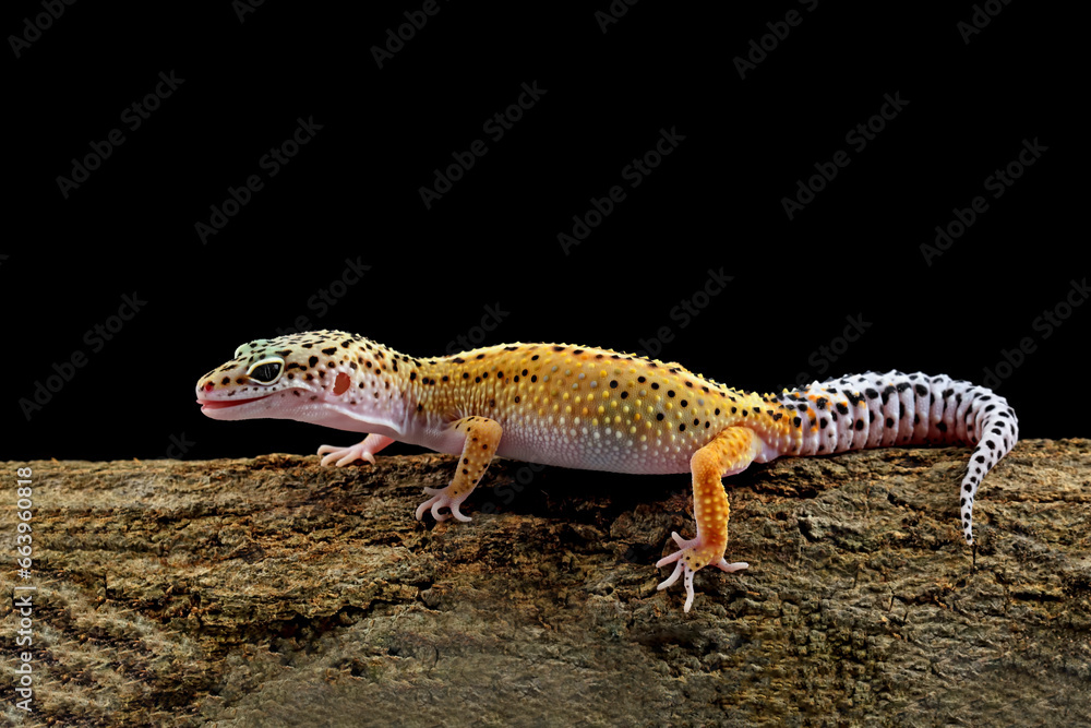 Leopard gecko lizard on wood Leopard gecko lizard on wood