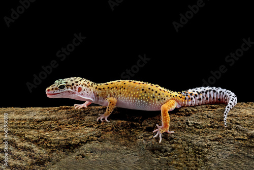 Leopard gecko lizard on wood 