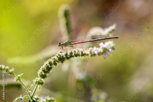 Male white-legged damselfly or blue featherleg resting on a plant near the river. Blue damselfies in Greece. Platycnemis pennipes. photo