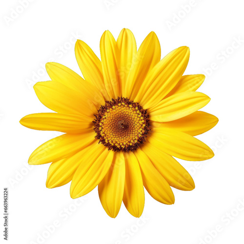 yellow sunflower isolated
