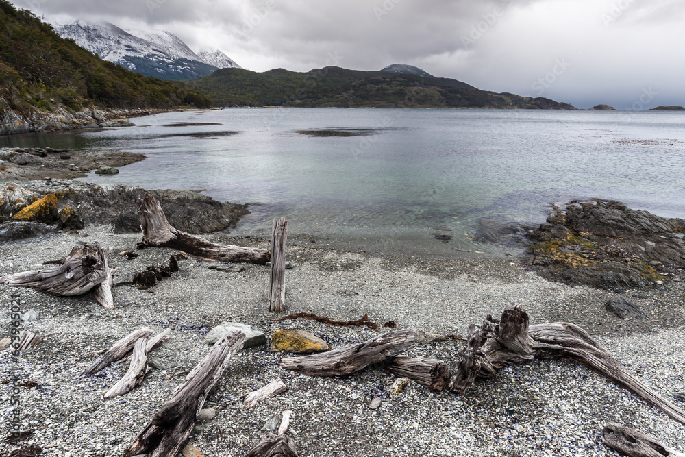 Nice Forest in Tierra del Fuego National Park. Nice Forest in Tierra del Fuego National Park.