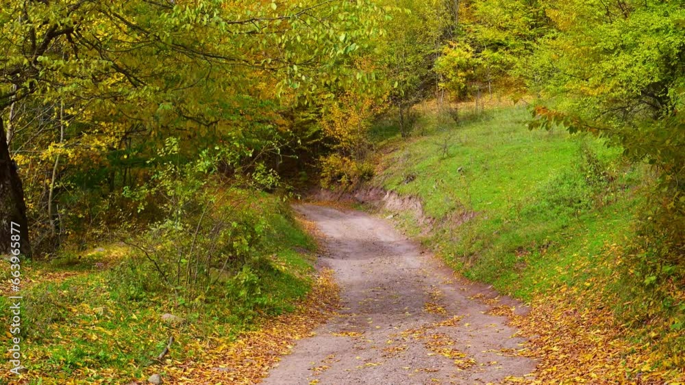 path in the woods path in the woods