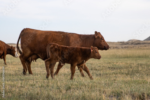 Mother cow and calf grazing in open pasture in Eastern Washington 