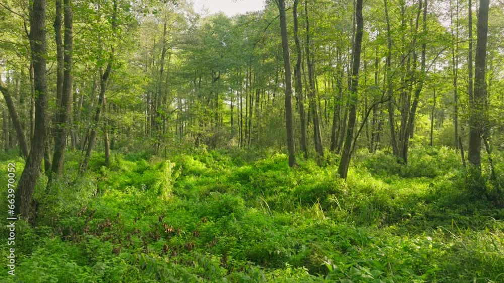 Jungle forest nature green summer spring tree rays leaves branch Jungle forest nature green summer spring tree rays leaves branch