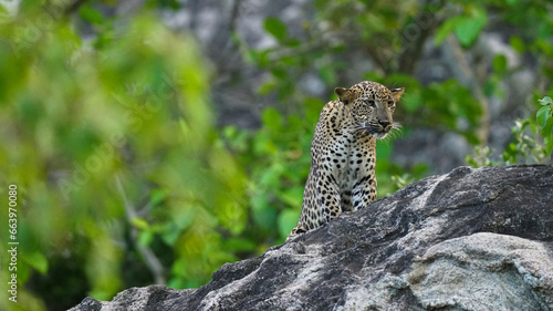 Photography A large male leopard is sitting on a rock showing details, sharp eyes and blurred background