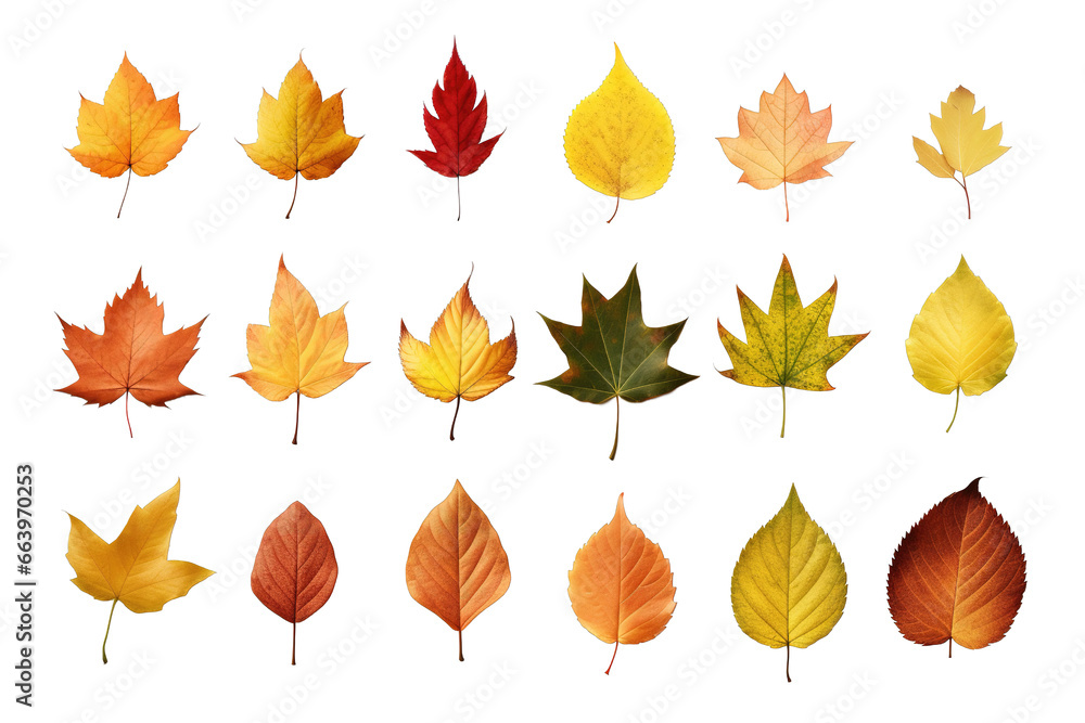 Fototapeta premium Collection of autumn leaves isolated on a transparent background. Yellow foliage leaf set. Vector illustration.