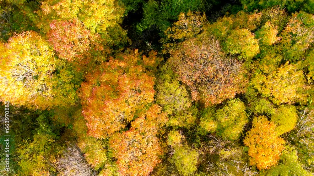 Aerial ascending rotating top-down view of autumn forest with green and yellow trees on a bright sunny day. Mixed deciduous and coniferous forest. Beautiful fall scenery. Aerial ascending rotating top-down view of autumn forest with green and yellow trees on a bright sunny day. Mixed deciduous and coniferous forest. Beautiful fall scenery.