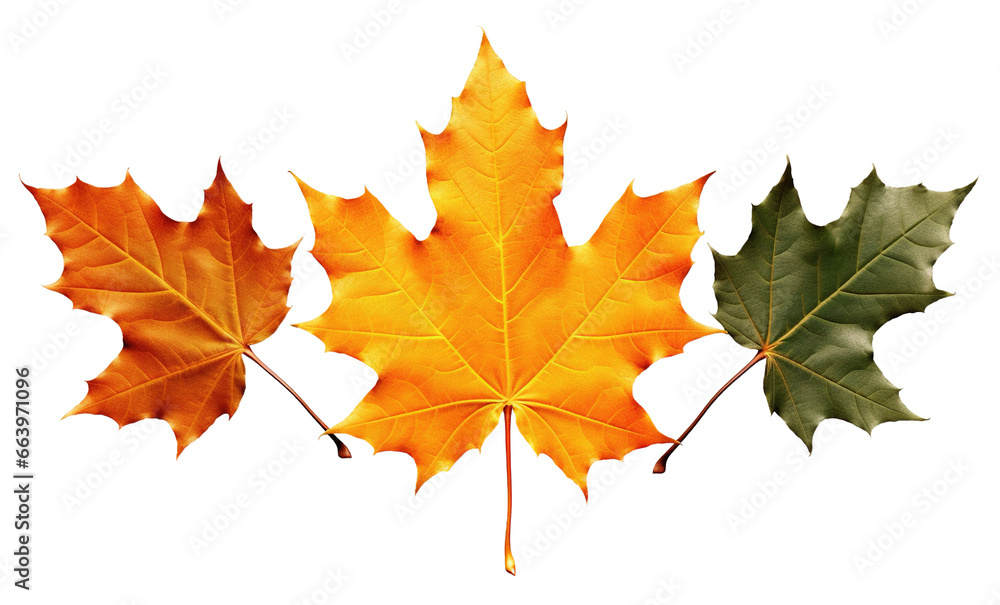 Obraz premium Dry three maple leaves Orange, yellow, and green isolated on a white or transparent background. the evolution of leaves drying, change concept, Halloween and Thanksgiving concept, PNG