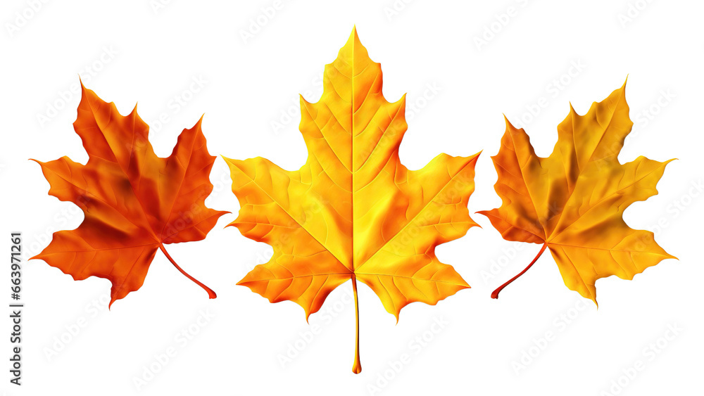 Dry three maple leaves Orange, yellow, and brown isolated on a white or transparent background. the evolution of leaves drying, change concept, Halloween and Thanksgiving concept, PNG Dry three maple leaves Orange, yellow, and brown isolated on a white or transparent background. the evolution of leaves drying, change concept, Halloween and Thanksgiving concept, PNG