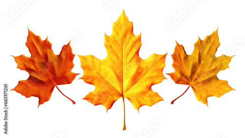 Dry three maple leaves Orange  yellow  and brown isolated on a white or transparent background. the evolution of leaves drying  change concept  Halloween and Thanksgiving concept  PNG