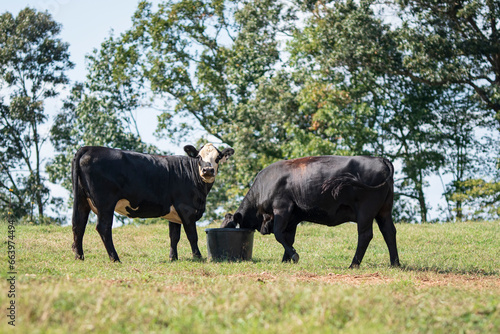 Angus crossbred heifers eating supplement tub