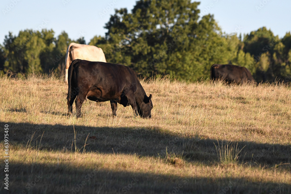 Commercial brood cows grazing drought pasture in late afternoon Commercial brood cows grazing drought pasture in late afternoon