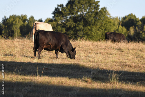 Commercial brood cows grazing drought pasture in late afternoon