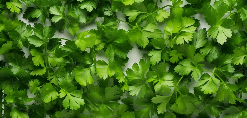 Isolated Parsley Leaves Isolated Parsley Leaves