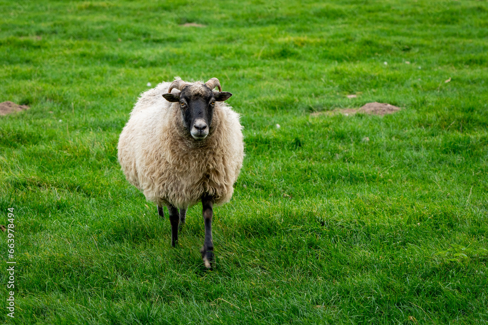 Obraz premium Domestic sheep grazing in the pasture.
