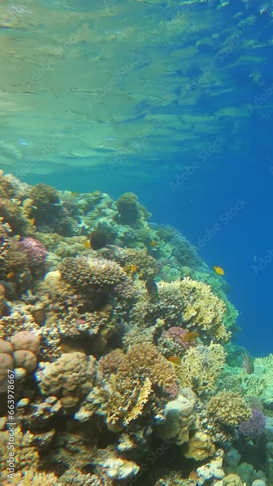 Many fish swim among corals in the Red Sea, Egypt. Vertical video Many fish swim among corals in the Red Sea, Egypt. Vertical video
