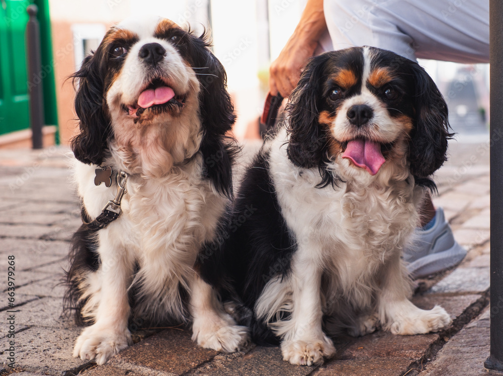 Cute couple of  cavalier king Charles spaniel dogs sitting outdoors in the street close to the owner. Enjoy a good company and best friends concept