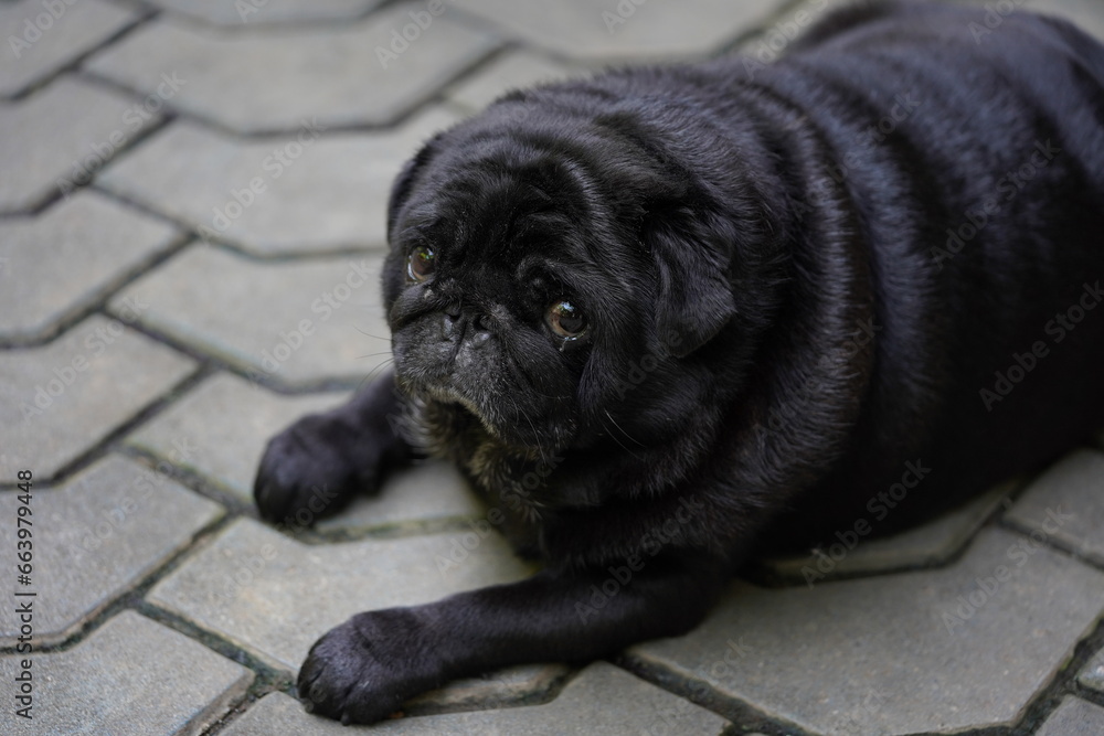 Black pug dog laying on grey bedding with side looking eyes on home interior background. Close-up.