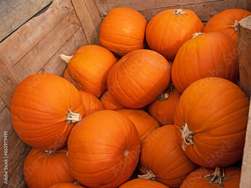 Fototapeta Pumpkin crop stored for sale on a Devon farm a few weeks prior to UK halloween c