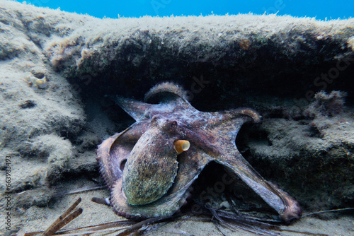 Photography Common octopus (Octopus vulgaris). Wild animals.