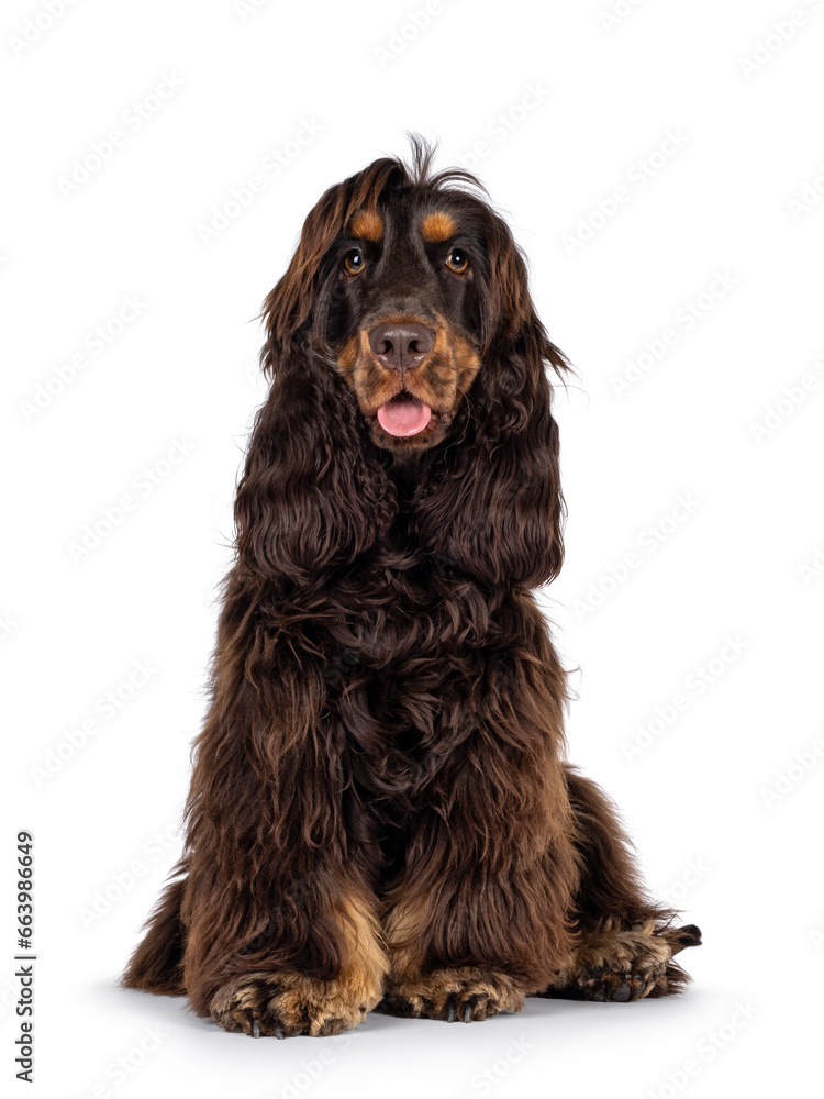 Young adult choc and tan Cocker Spaniel dog, sitting up facing front. Looking towards camera. Tongue out. Isolated on a white background.