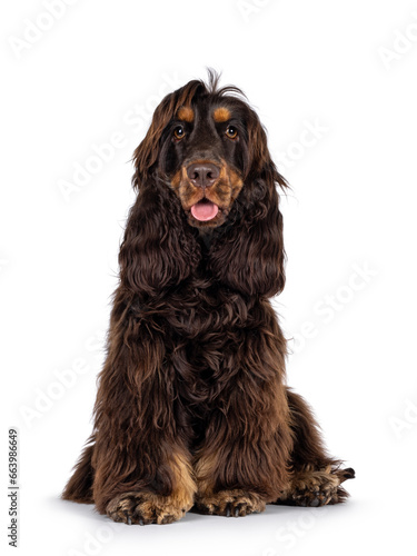 Fototapeta Naklejka Na Ścianę i Meble -  Young adult choc and tan Cocker Spaniel dog, sitting up facing front. Looking towards camera. Tongue out. Isolated on a white background.